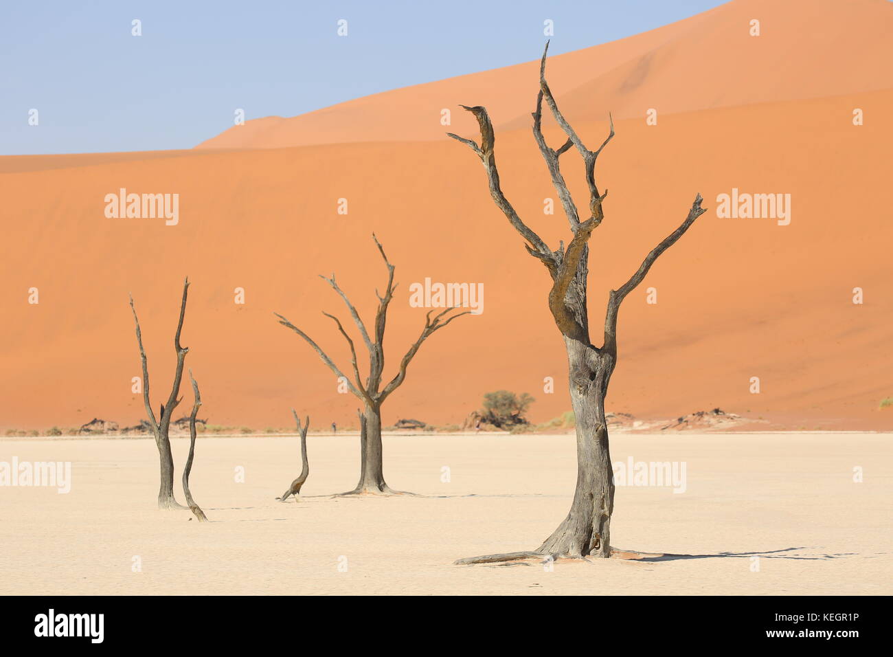 dead camel thorn trees in sossosflei - namibia - abgestrorbene Bäume in der Salz-Ton Pfanne in Namibia Stock Photo
