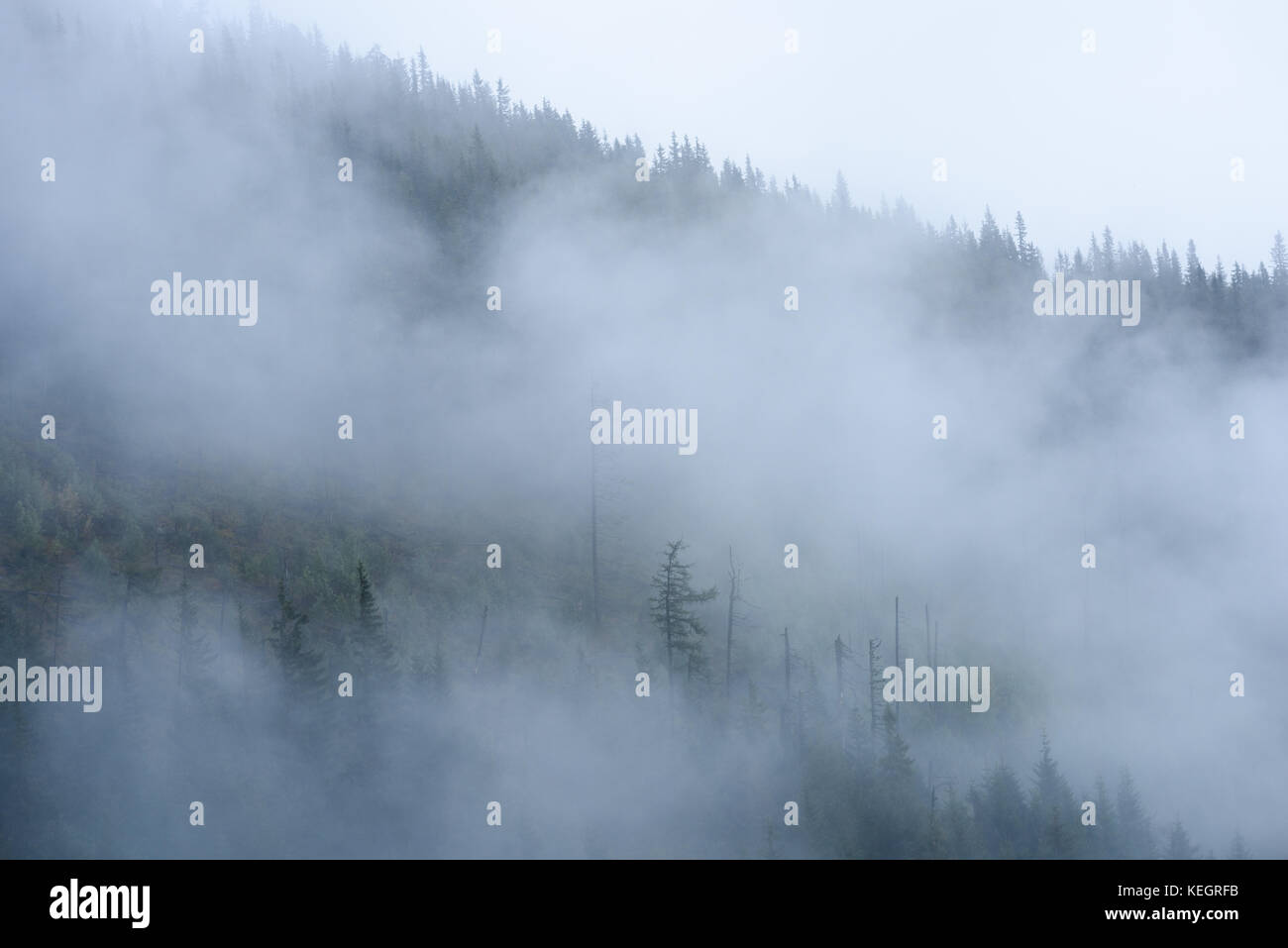 panoramic view of of mountains in misty forest. far horizon Stock Photo ...