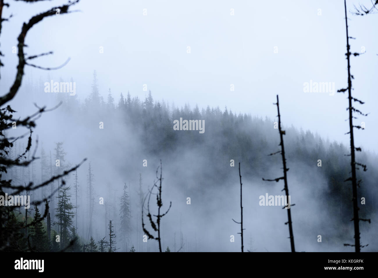 panoramic view of of mountains in misty forest. far horizon Stock Photo ...