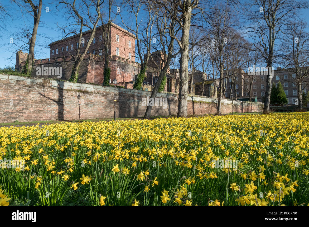 Daffodils below Chester Castle, Chester, Cheshire, England, UK Stock Photo