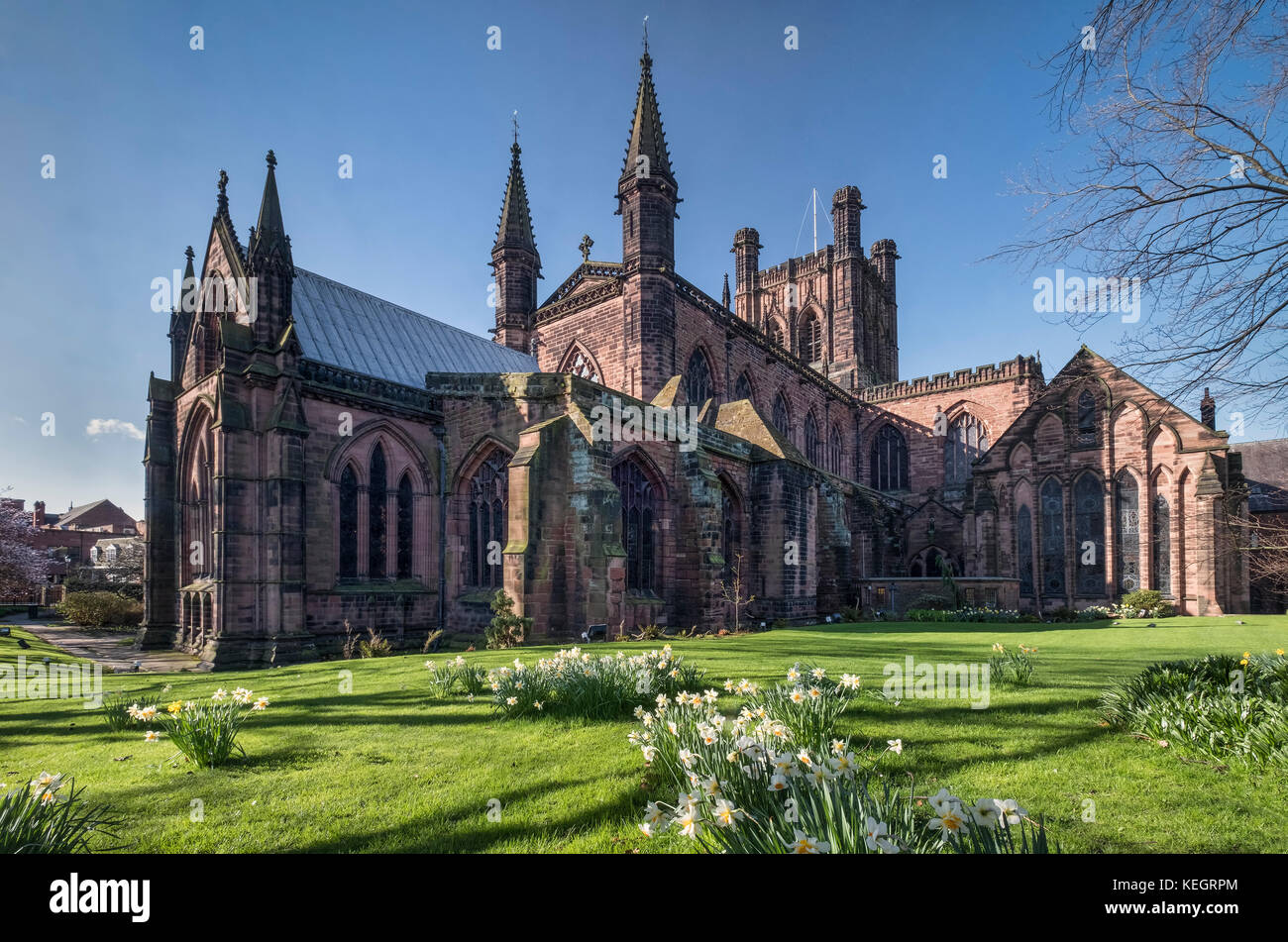 Daffodils at Chester Cathedral, Chester, Cheshire, England, UK Stock Photo