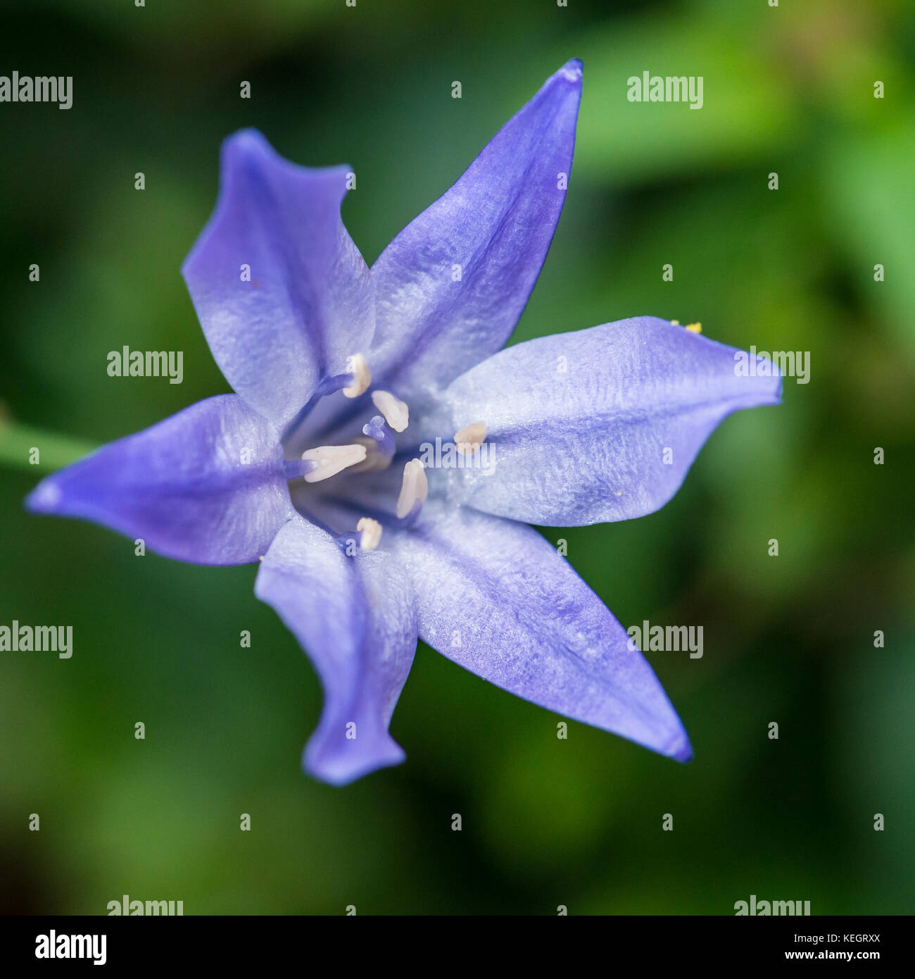 A macro shot of a blue grassnut bloom. Stock Photo