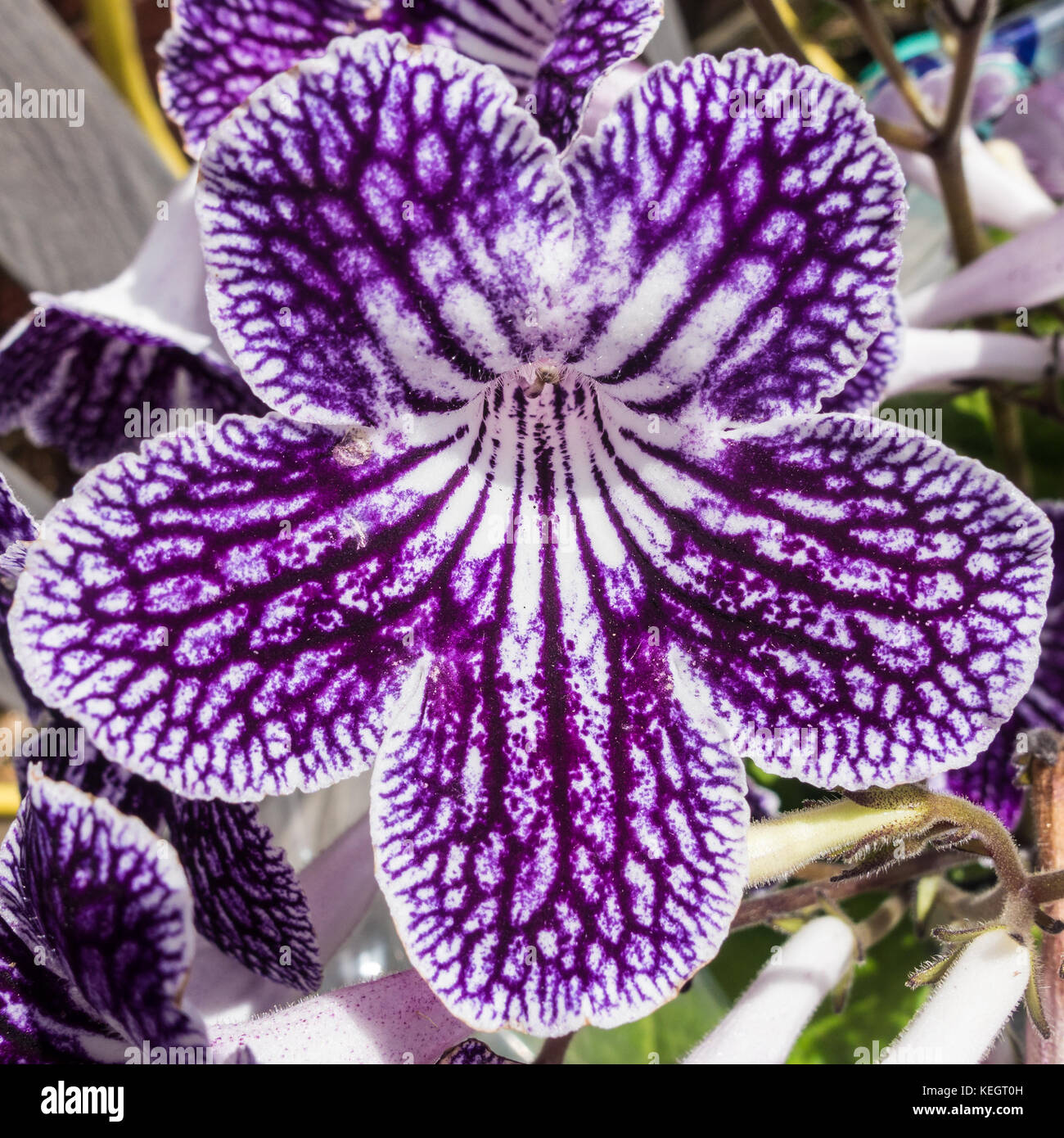 A macro shot of a purple streptocarpus flower. Stock Photo