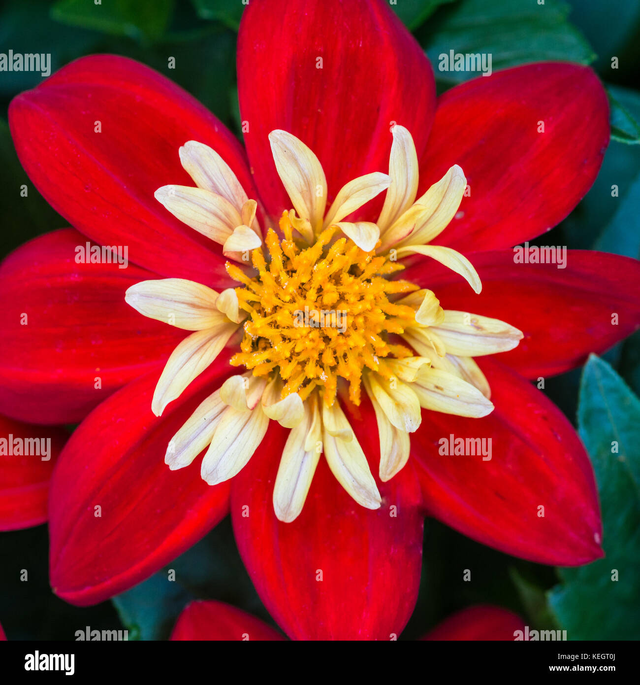 Scarlet bloom hi-res stock photography and images - Alamy