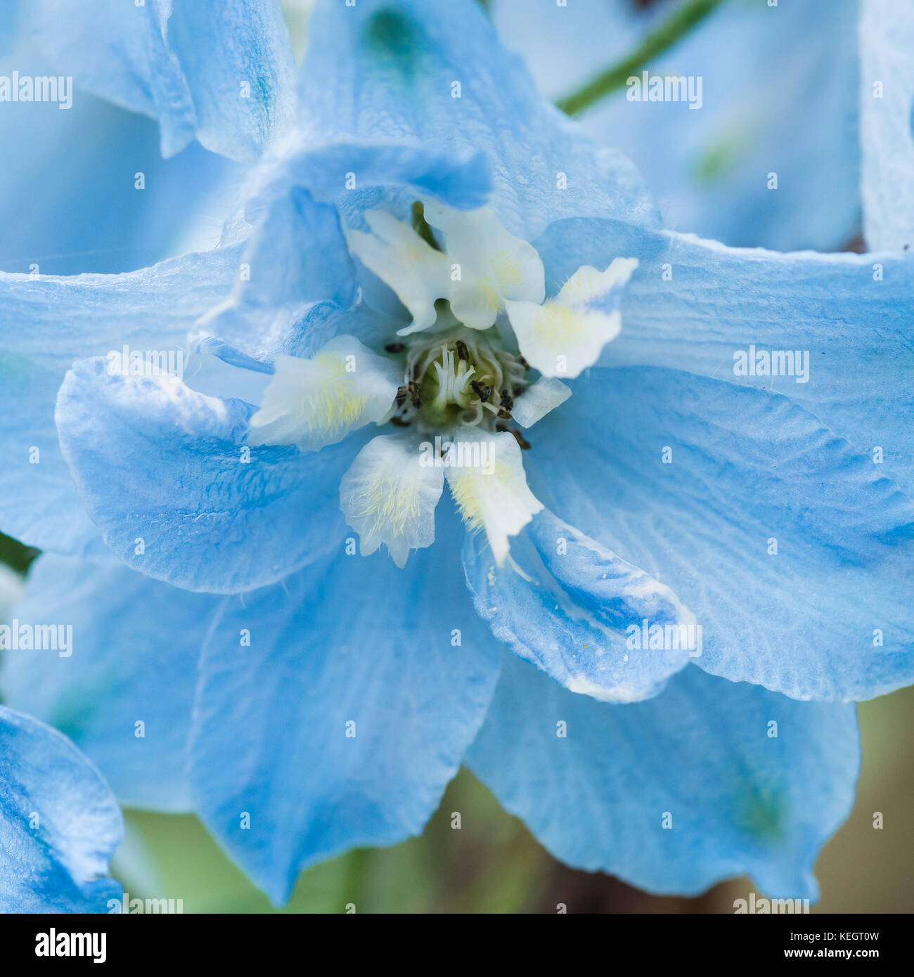 A macro shot of the light blue flowers of a delphinium Stock Photo - Alamy