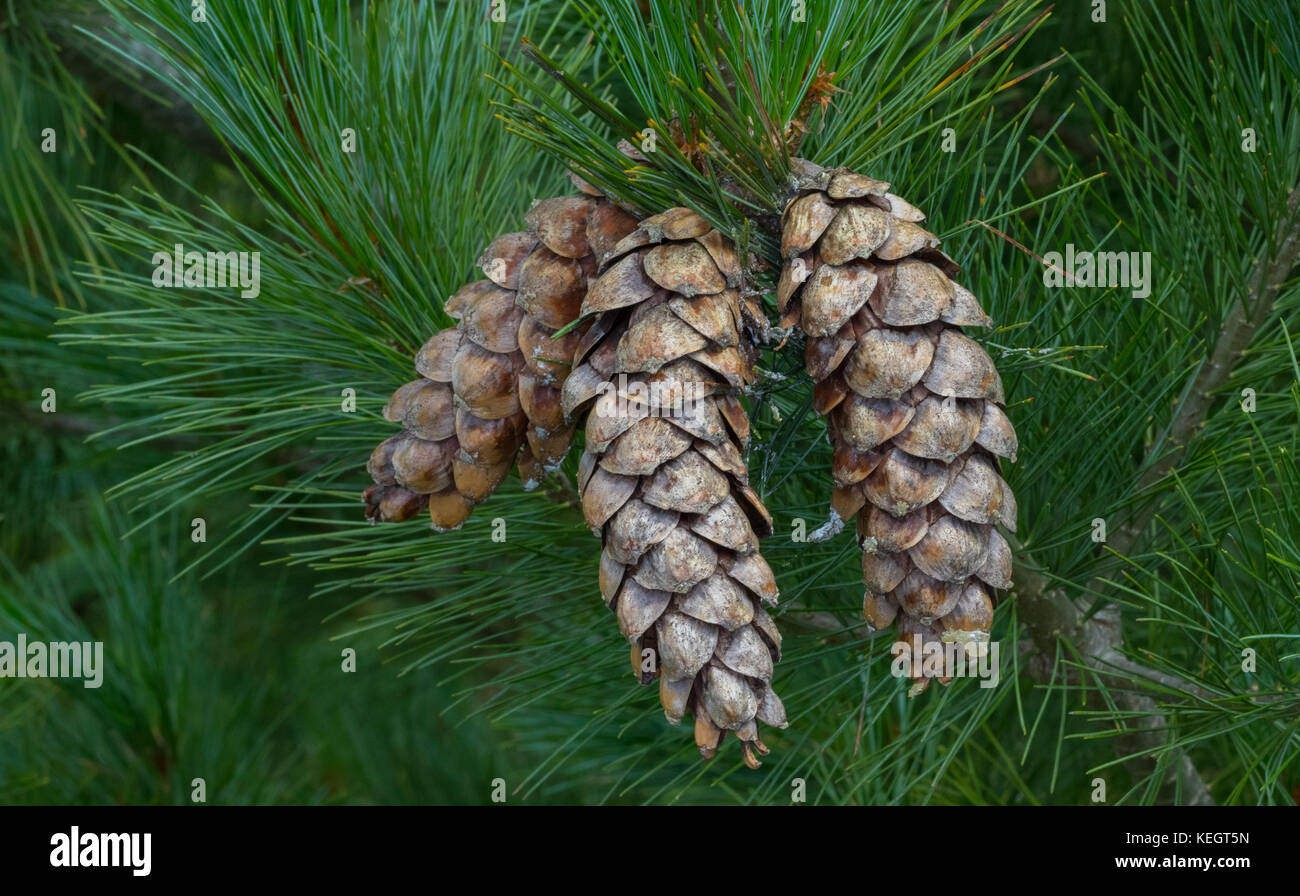 Eastern white pine dry open cones, northern white pine, white pine, Weymouth pine (British), Soft Pine, Poland, Europe Stock Photo