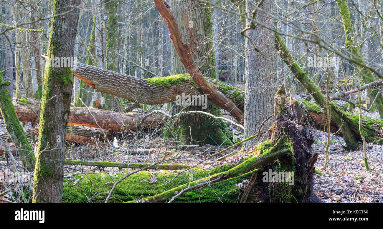 Springtime deciduous stand with old broken oaks partly moss covered ...