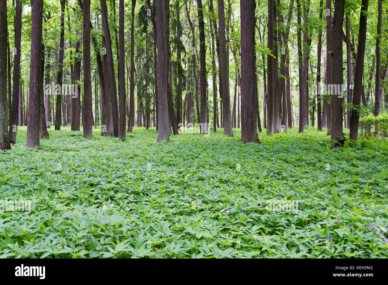 Panorama dense pine tree hi-res stock photography and images - Alamy