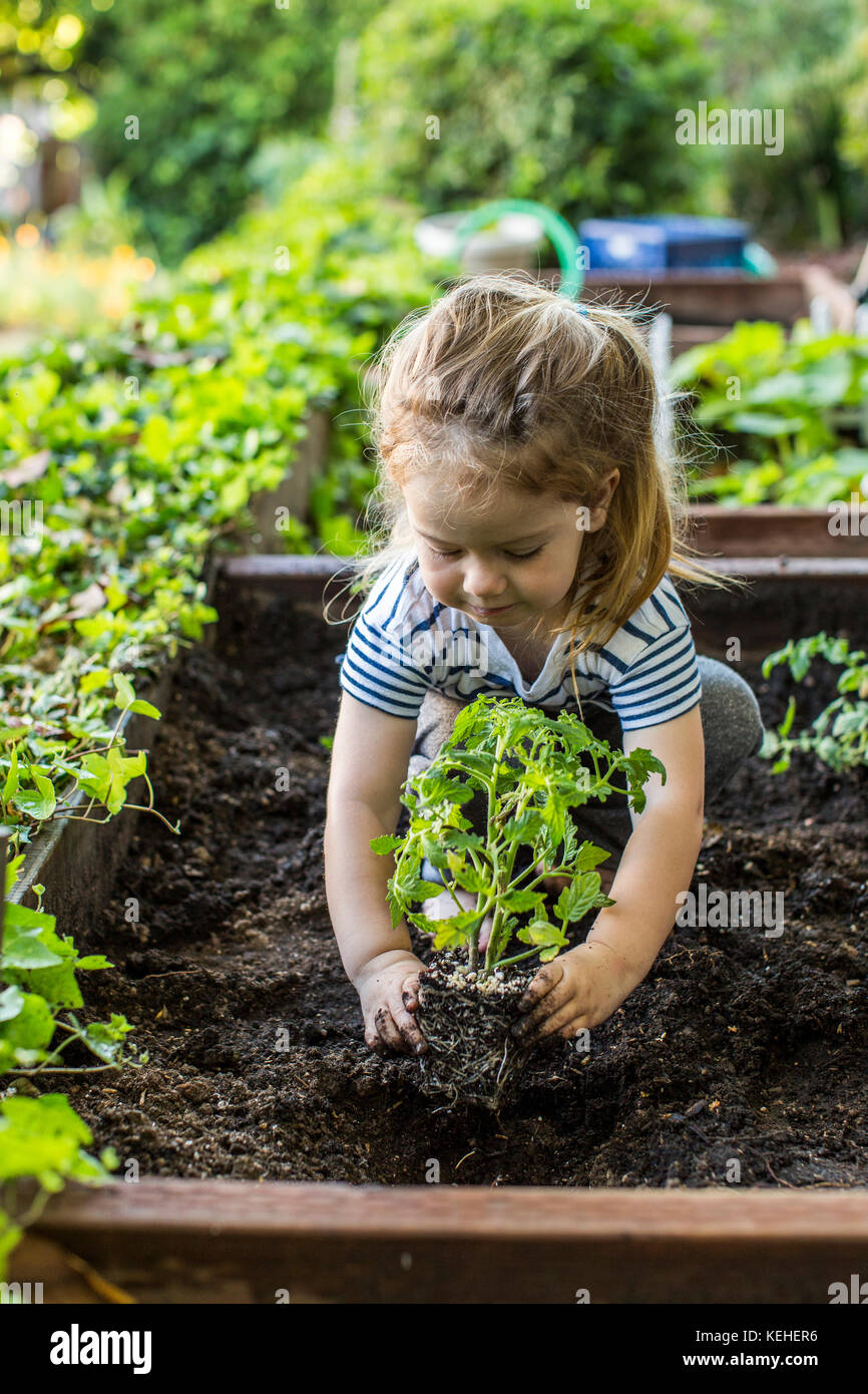 Caucasian girl planting in garden Stock Photo