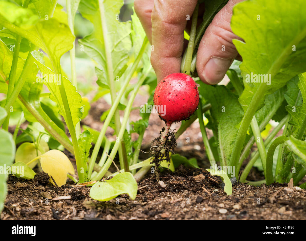 Hand of Caucasian man picking radish in garden Stock Photo
