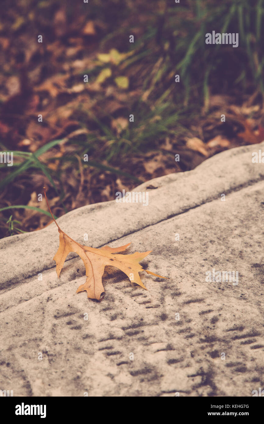 A single oak leaf sits atop an old tombstone that has been knocked over. Stock Photo