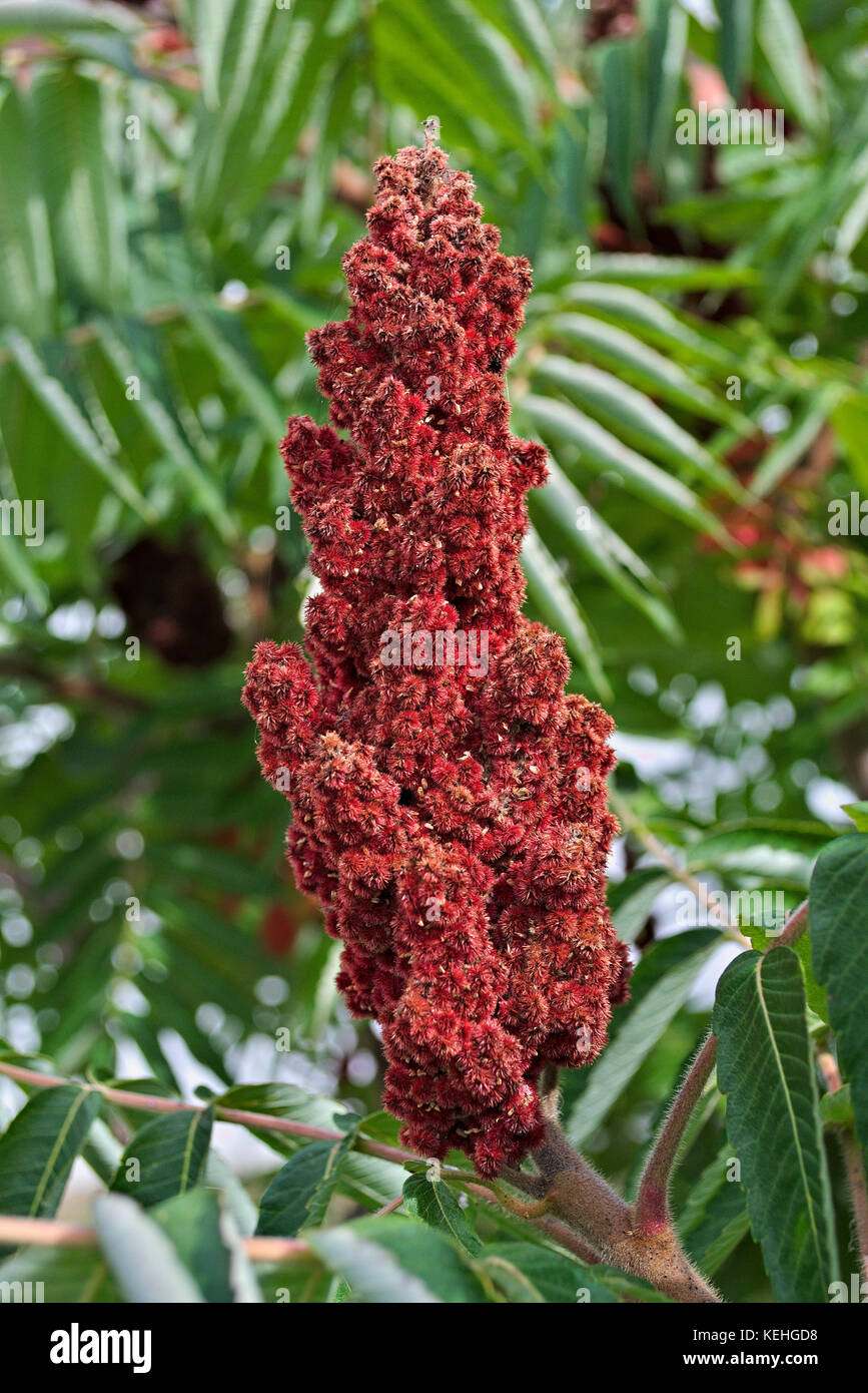 Sumac tree hires stock photography and images Alamy