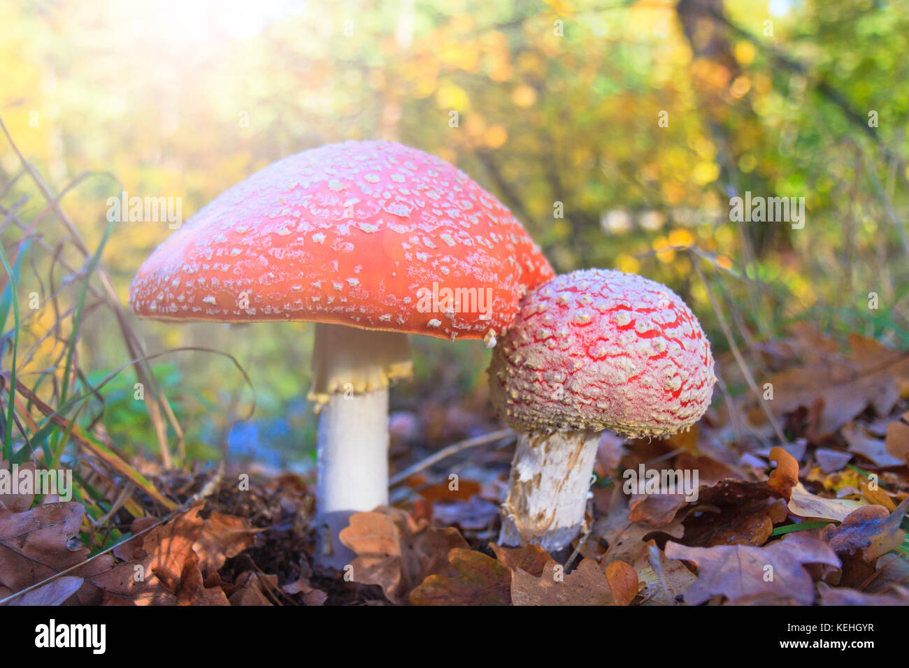 Amanita in the autumn forest with sunny hotspot Stock Photo