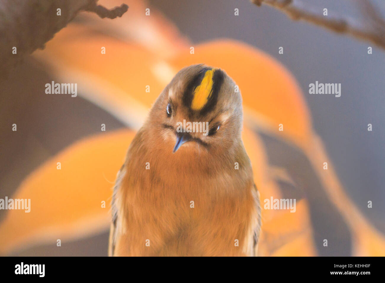 nice muzzle birds with yellow crest Stock Photo