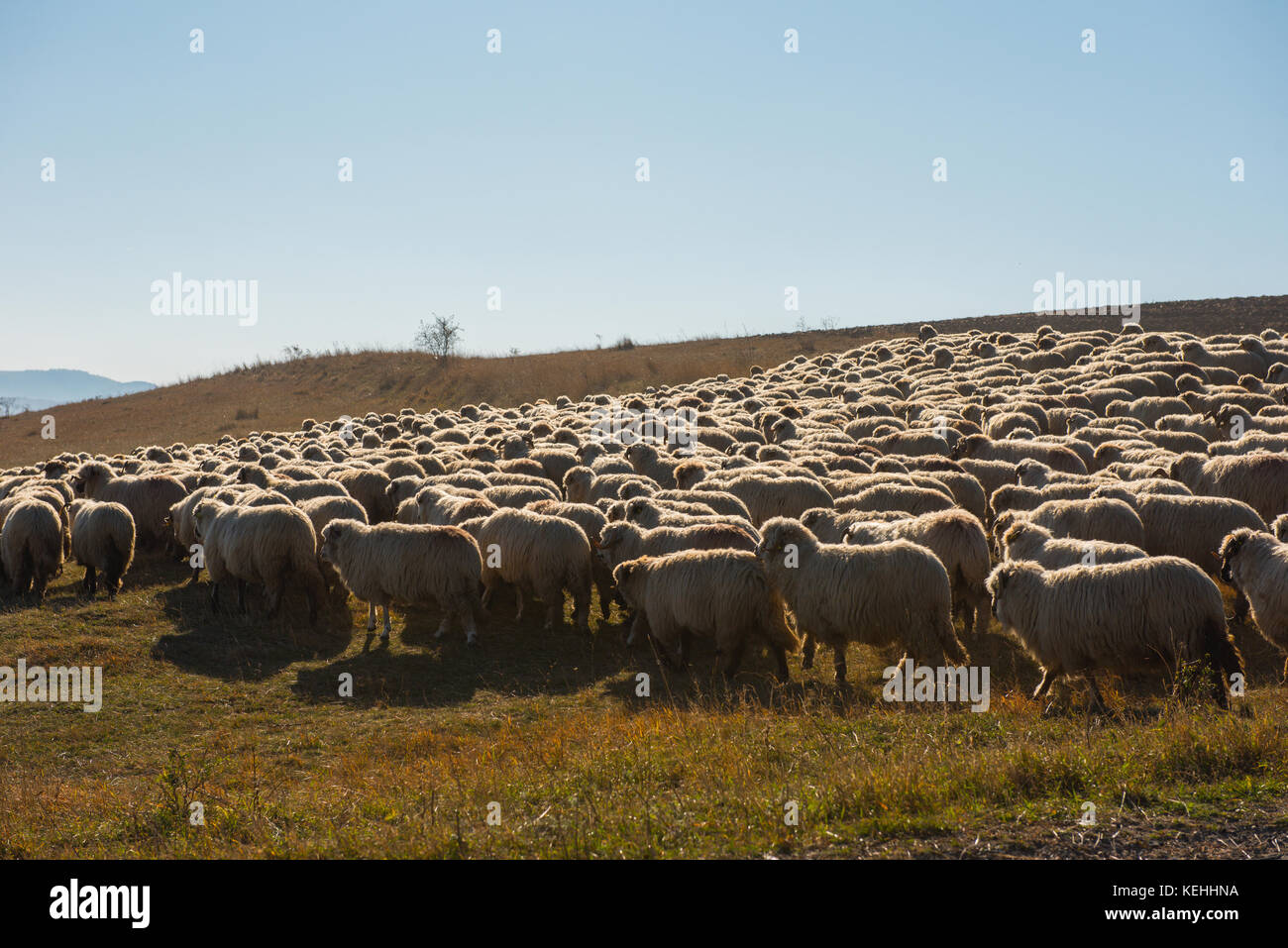 Flock of sheep grazing in the meadow Stock Photo - Alamy