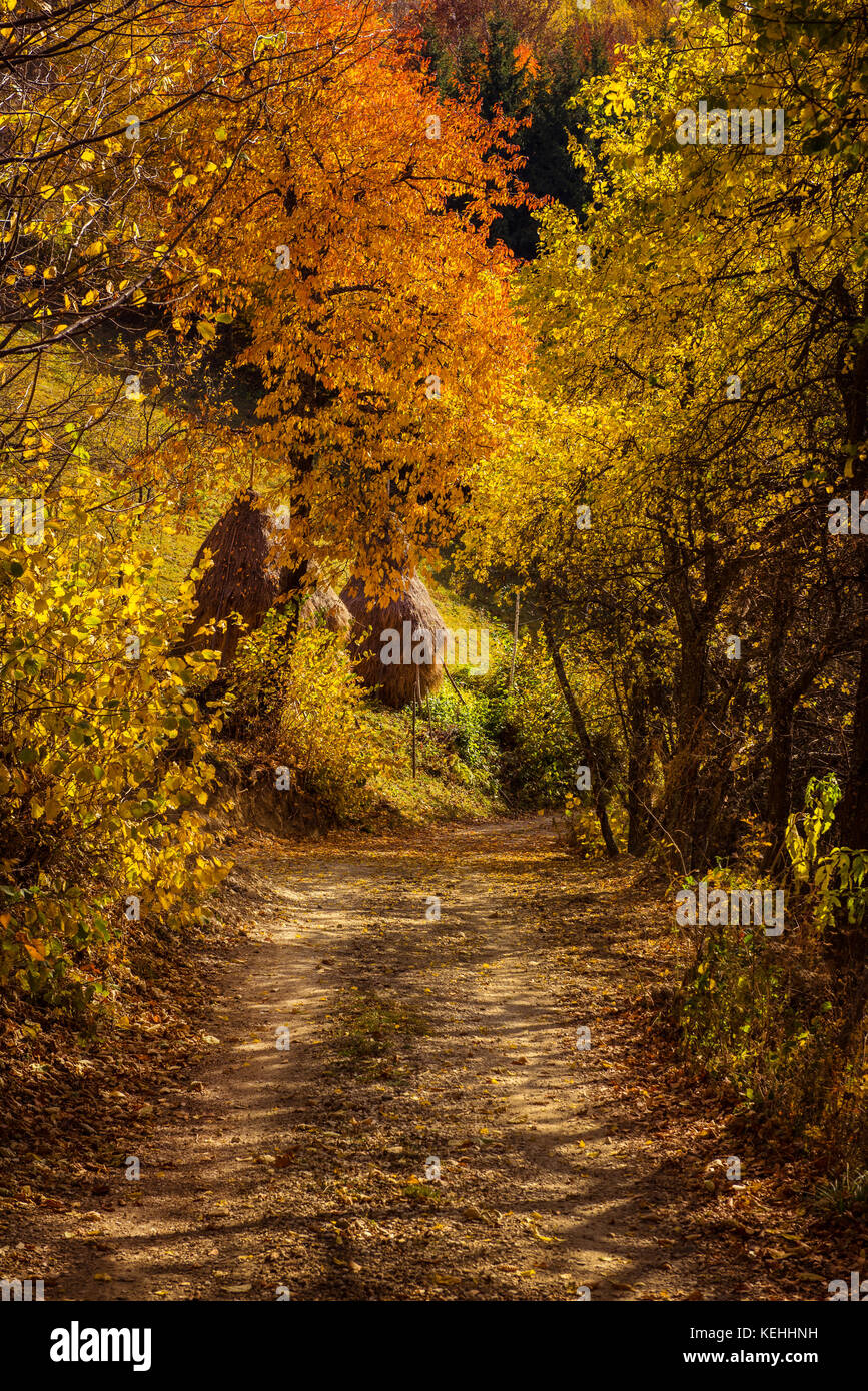 Rural autumn landscape with a dirt road among forest Stock Photo - Alamy