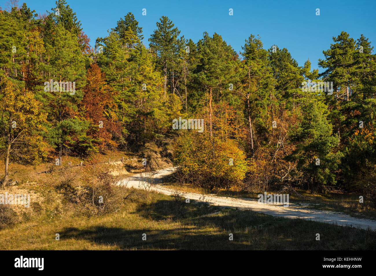 Rural autumn landscape with a dirt road among forest Stock Photo - Alamy