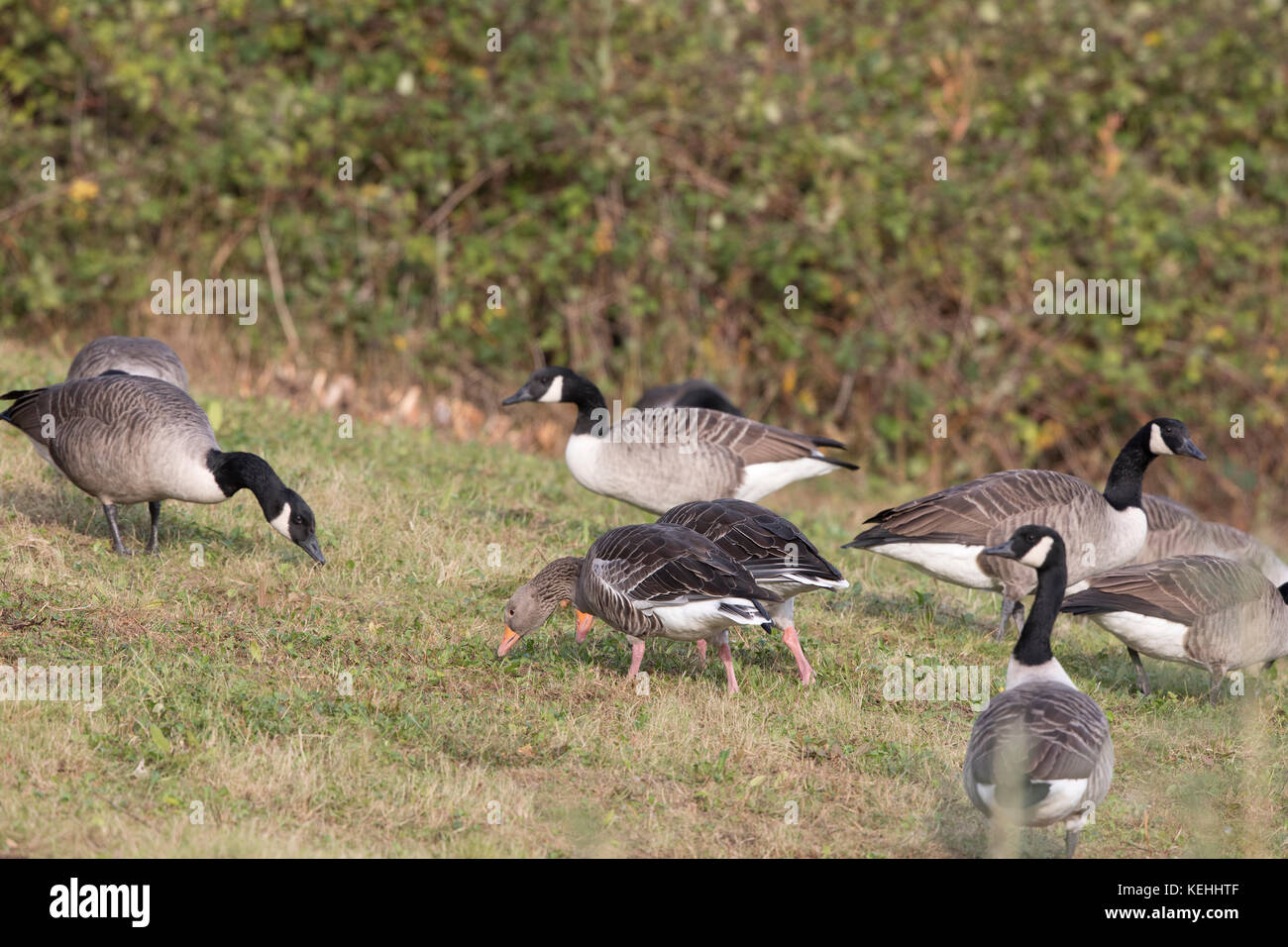 Greylag geese on a grass bank with Canada Geese , Shropshire/Welsh borders,uk,2017 Stock Photo