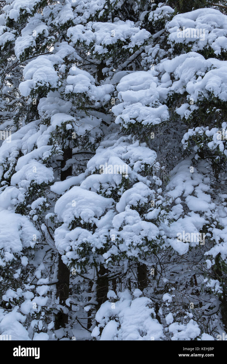 One snow covered spurce forest, close, vertical image Stock Photo