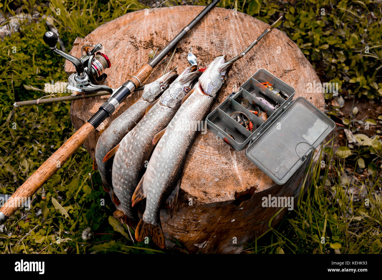 Fish and fishing rod on tree stump Stock Photo Alamy
