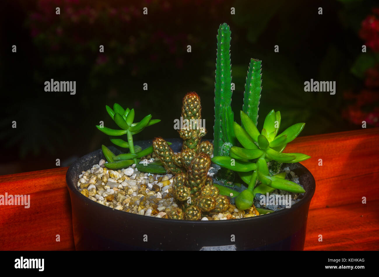 Garden ideas arrangements with succulent  plants Stock Photo