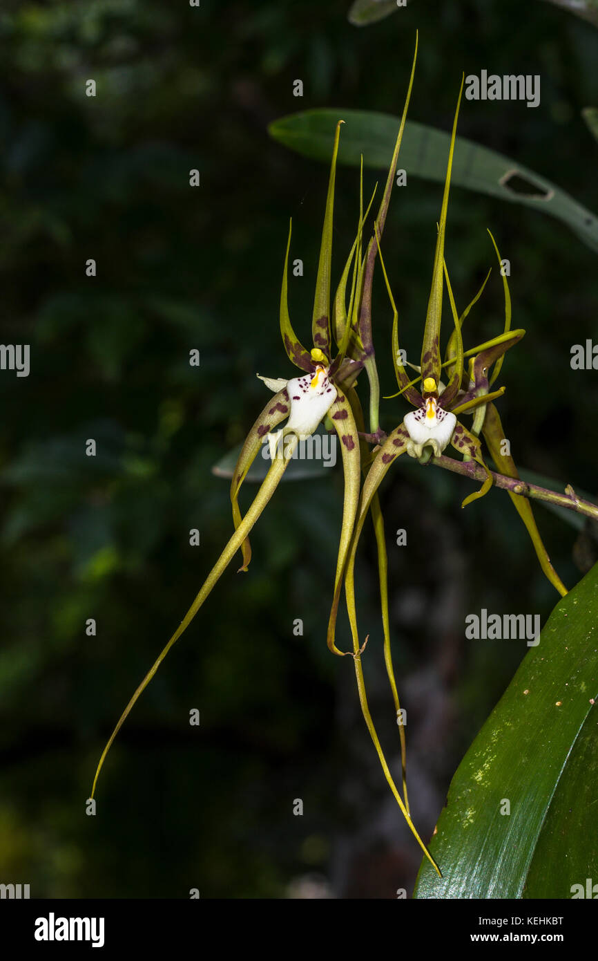 Brassia caudata (spider orchid) images taken in Panama Stock Photo