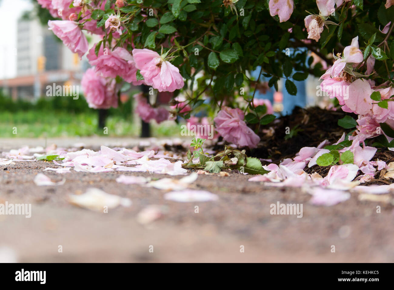 Beautiful rose bush with falling pink flowers Stock Photo Alamy