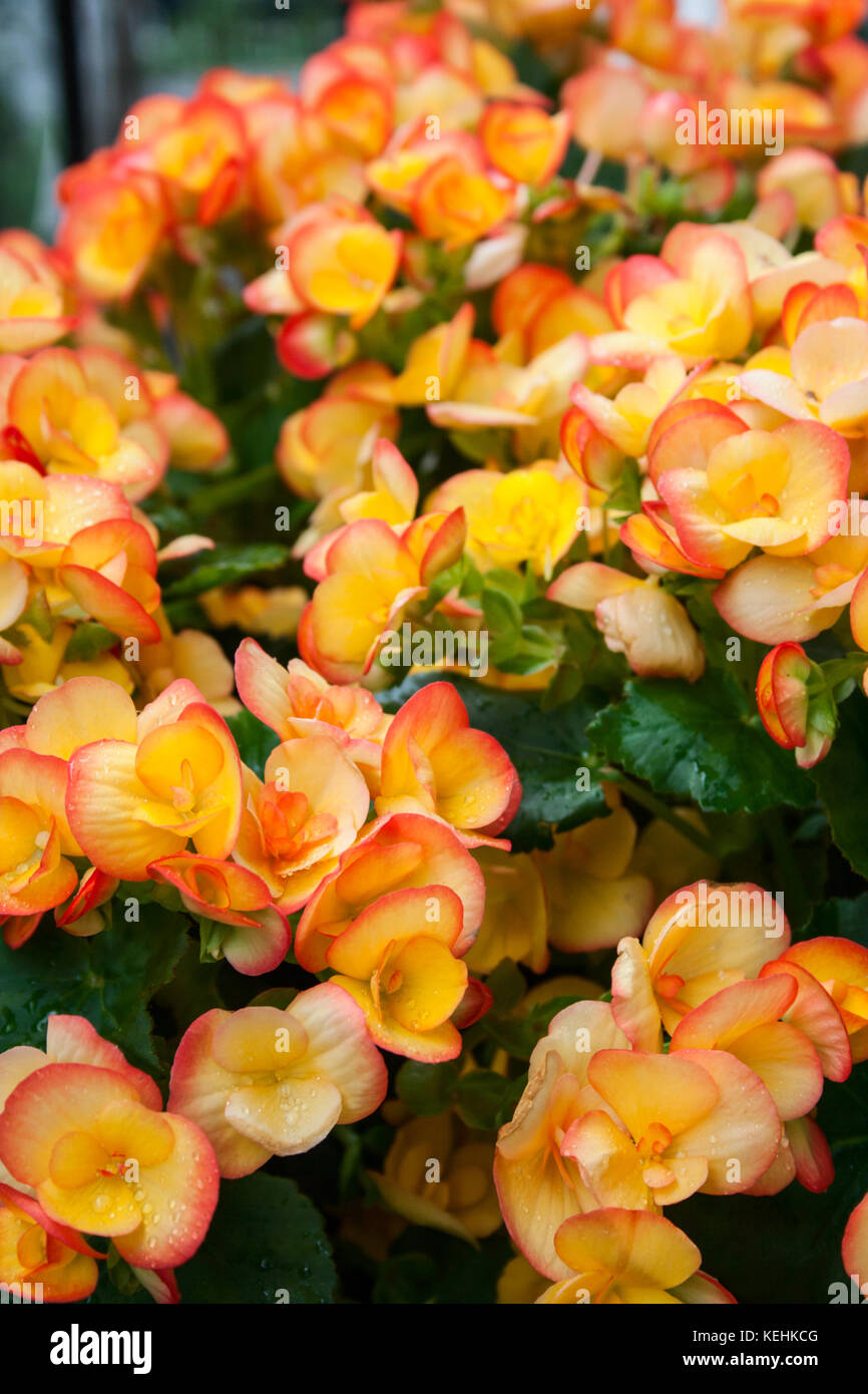 Begonia Flowers Close-Up Stock Photo