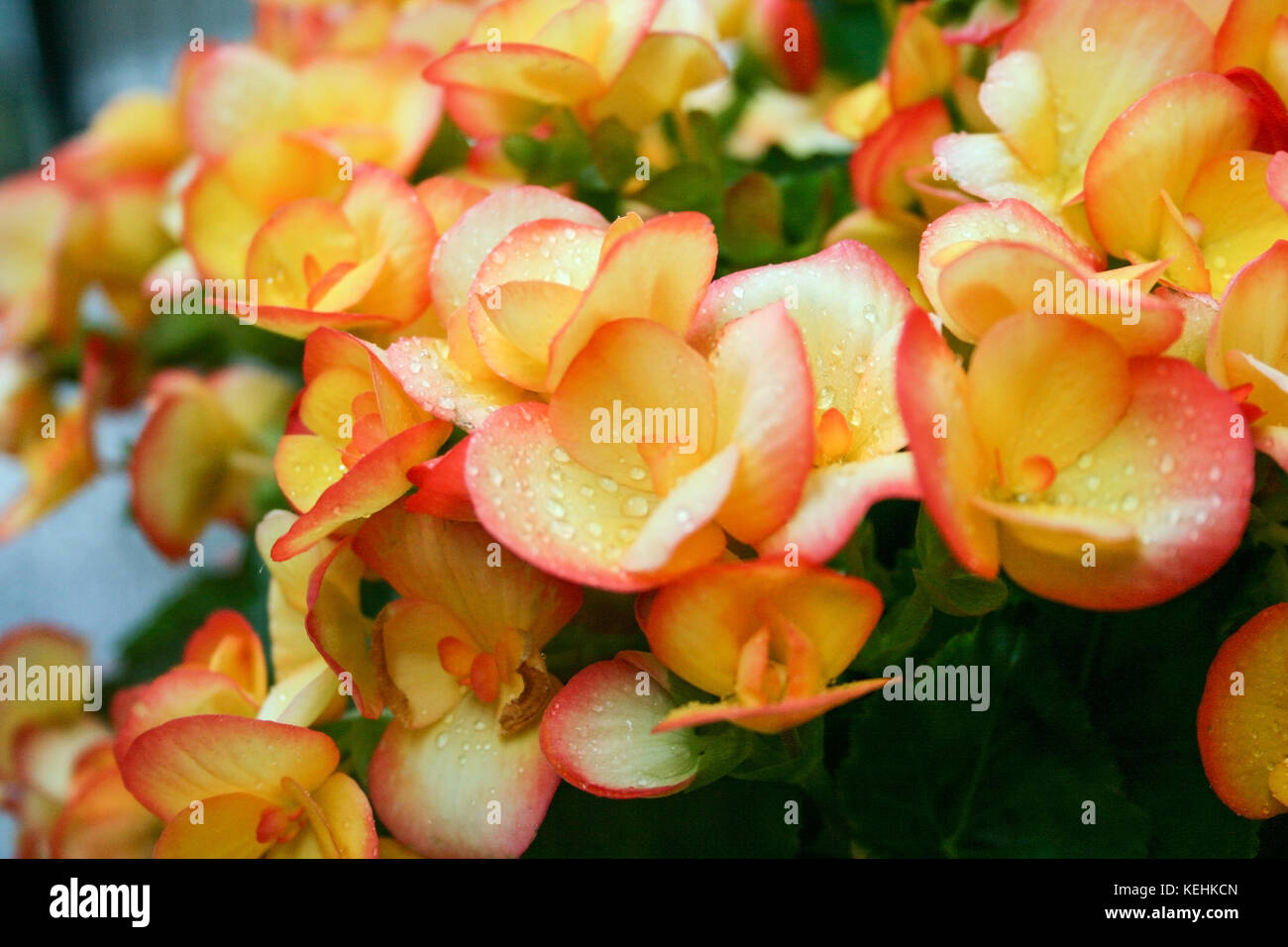Orange-pink begonia flowers close-up Stock Photo