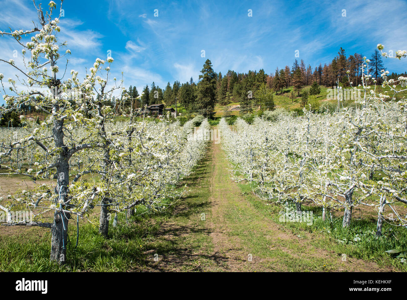 Apple Orchard Climbing a Hill - An apple orchard near Leavenworth, Washington, blooms in early May, lovely white blossoms decorating each branch. Stock Photo
