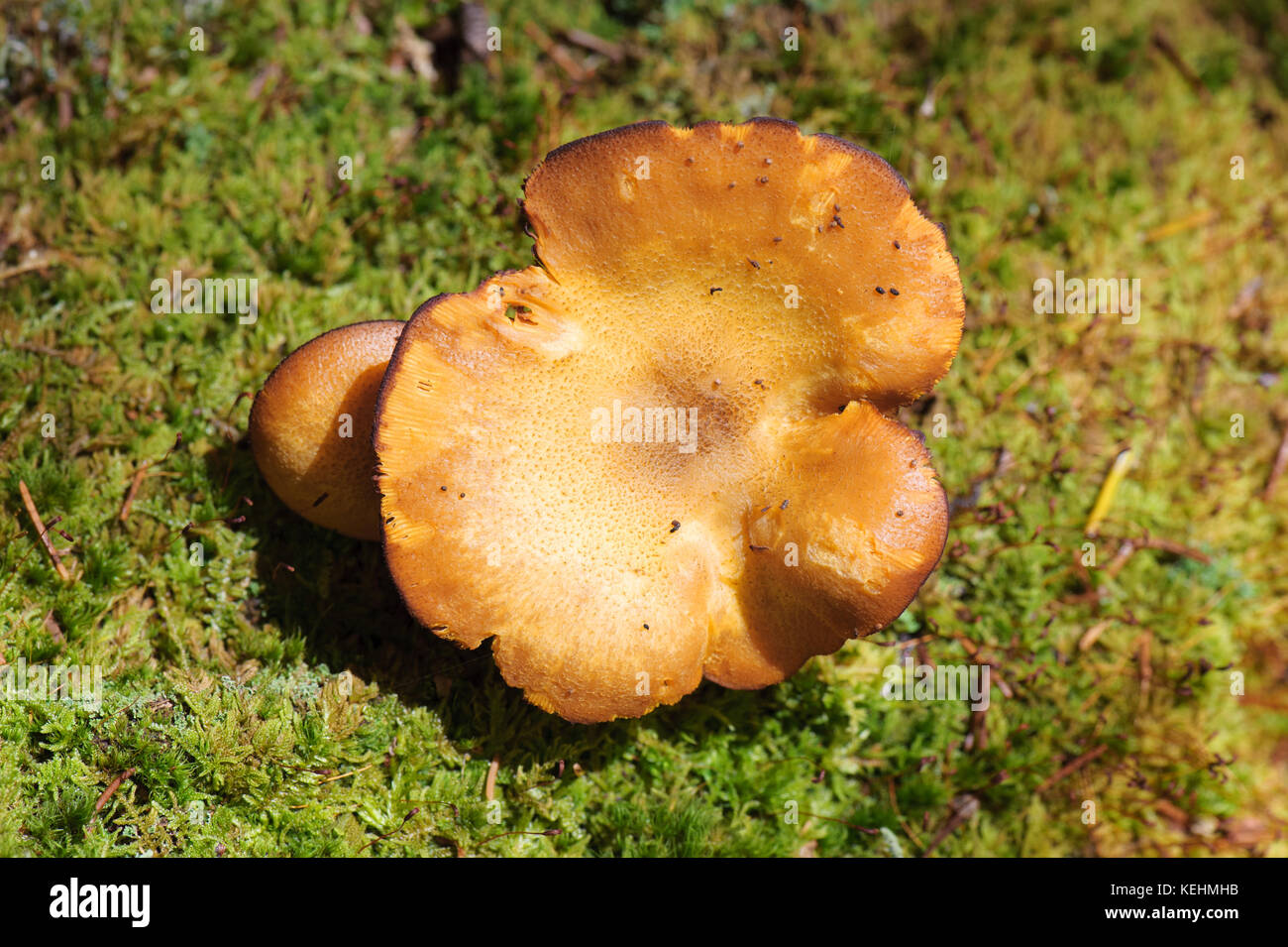 Brown roll rim mushroom growing on a bed of lichen in the Laurentian forest, province of Quebec, Canada. Stock Photo