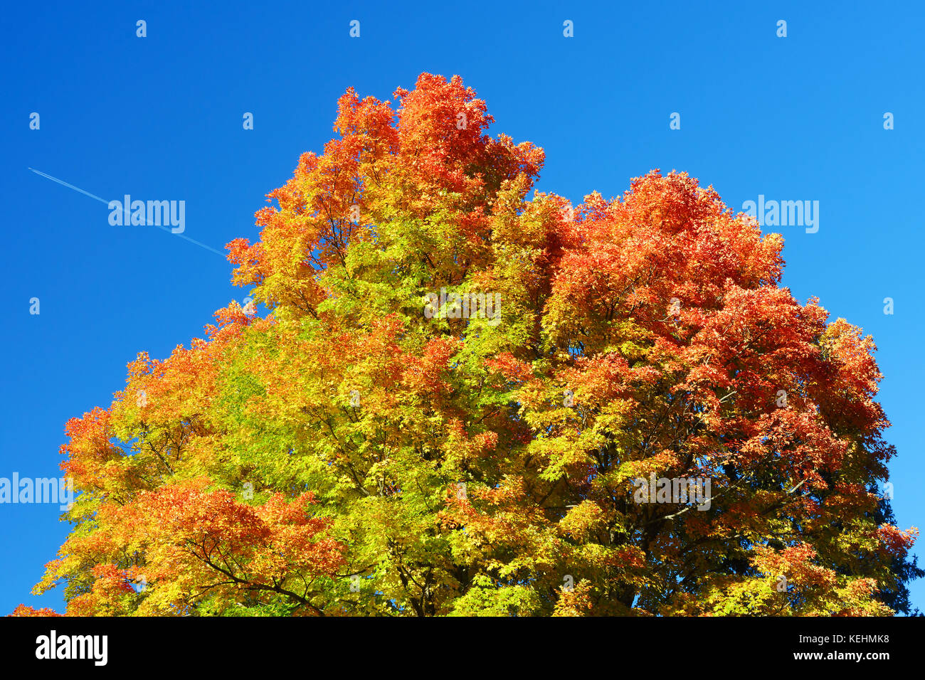 Maple tree with autumnal colors agains a deep blue sky. Stock Photo