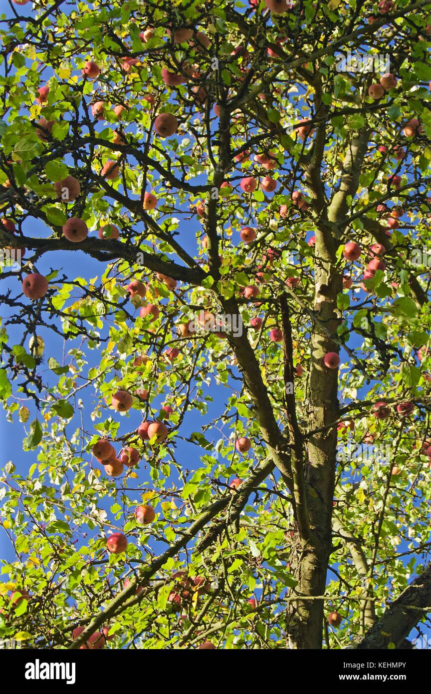 Apple tree in Autumn at Broad Colney Lakes Nature Reserve, London Colney Stock Photo