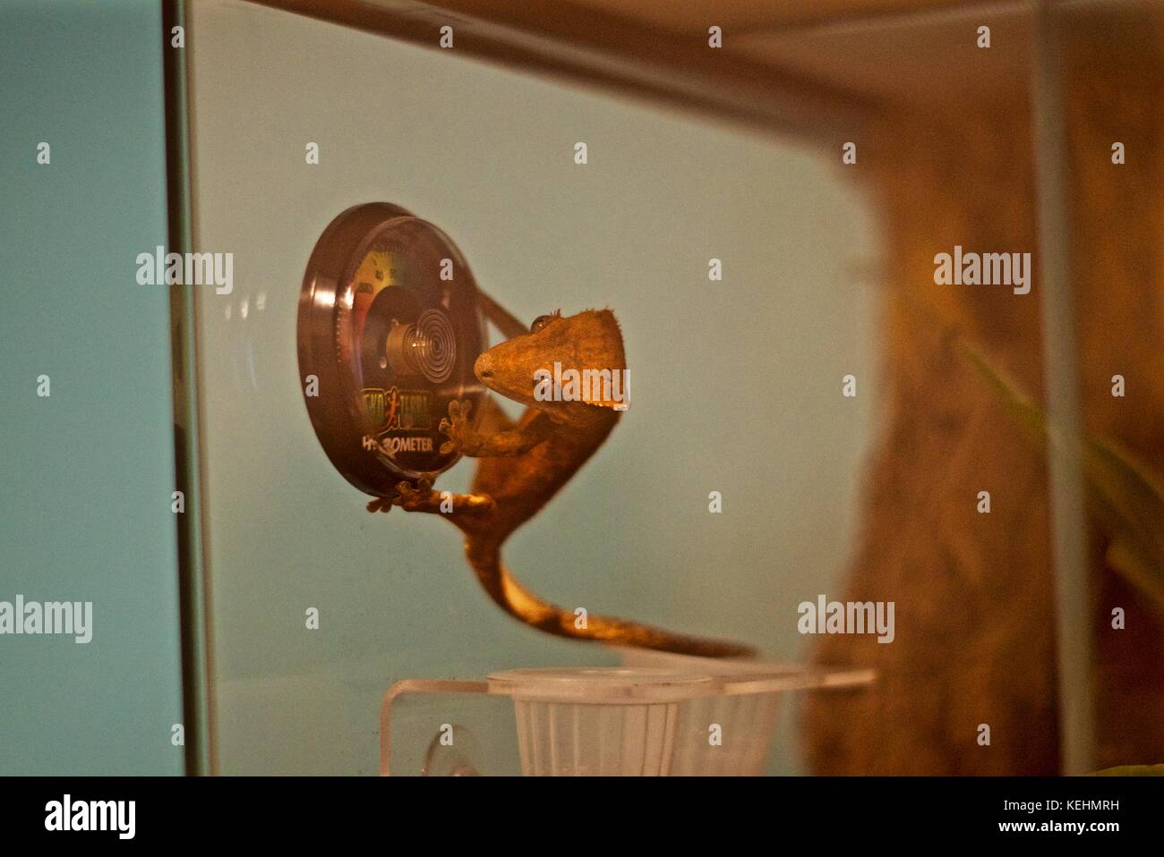 Juvenile Crested Gecko from New Caledonia hanging onto Exo Terra humidity gauge in vivarium Stock Photo