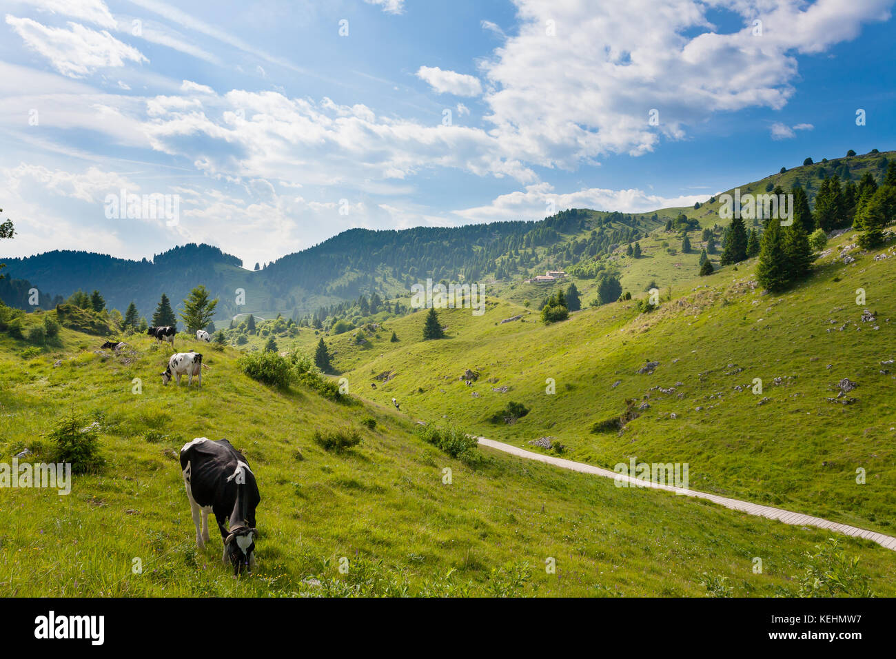 Herd of cows from Italian alps. Italian rural landscape. Beautiful panorama from Monte Grappa, Italy Stock Photo