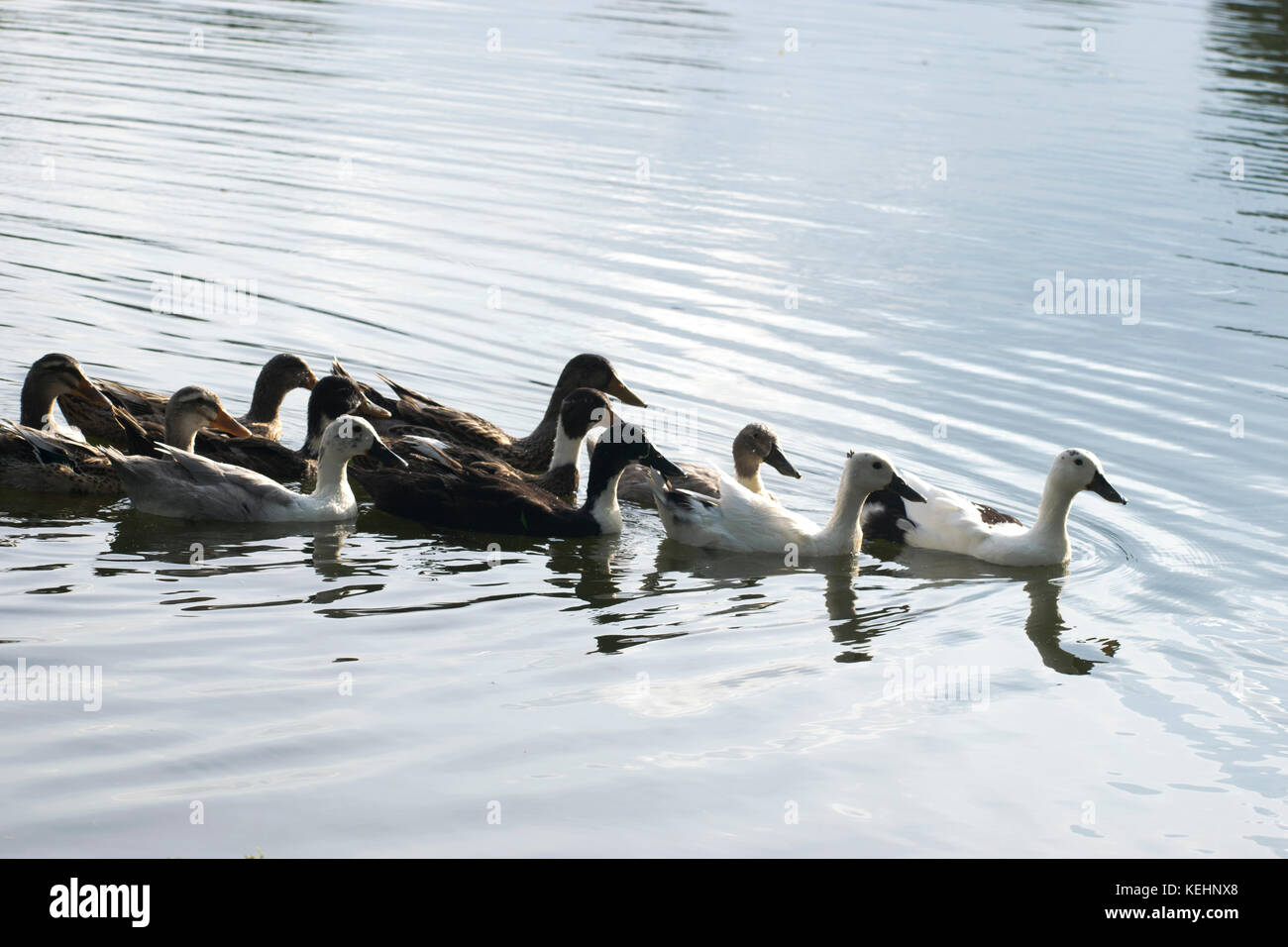 group of ducks swimming in water lake pond followers reflection bright bird animal behavior Stock Photo