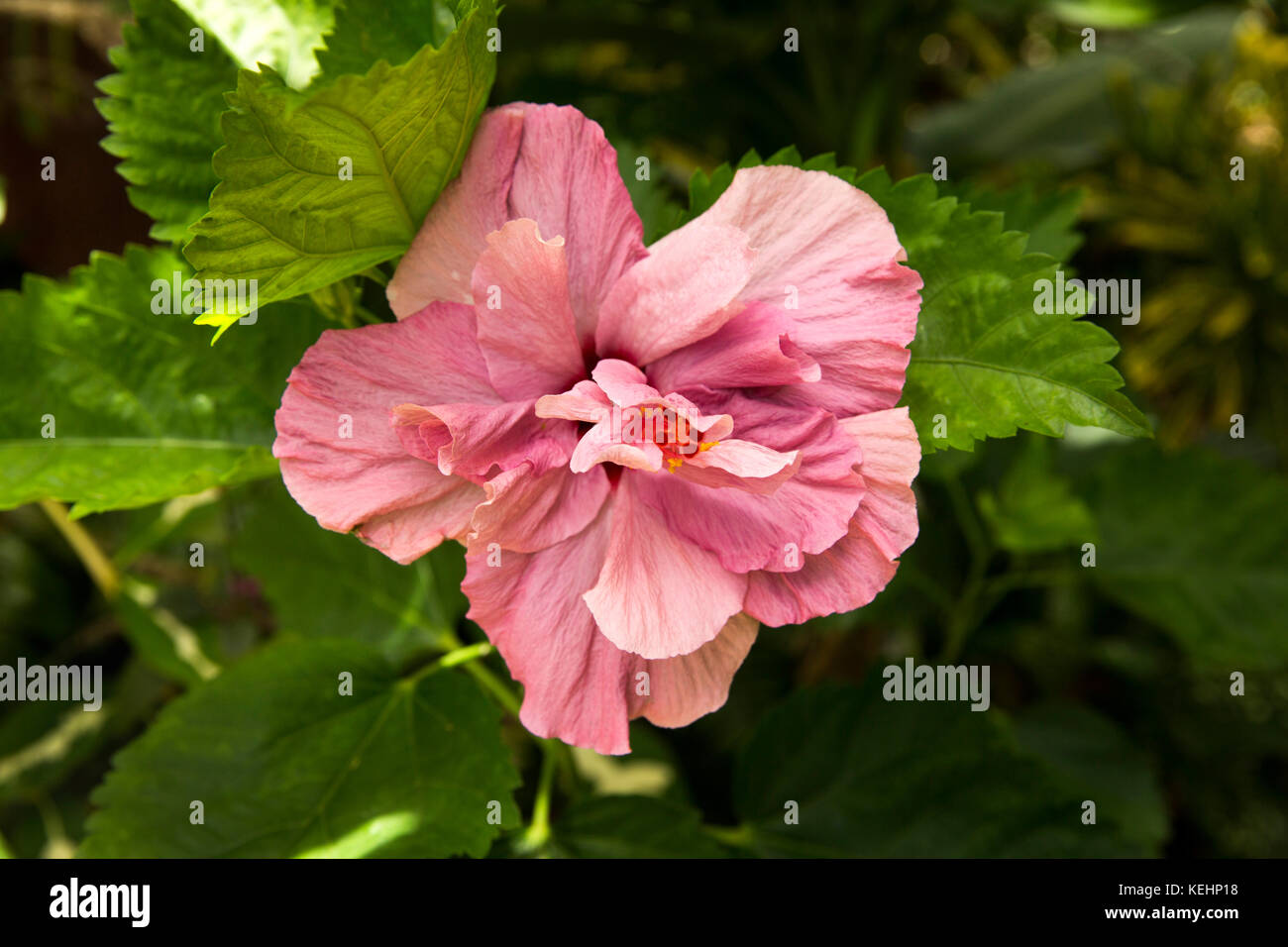 The Seychelles, Mahe, flowers, dusky rose pink hibiscus growing in garden Stock Photo