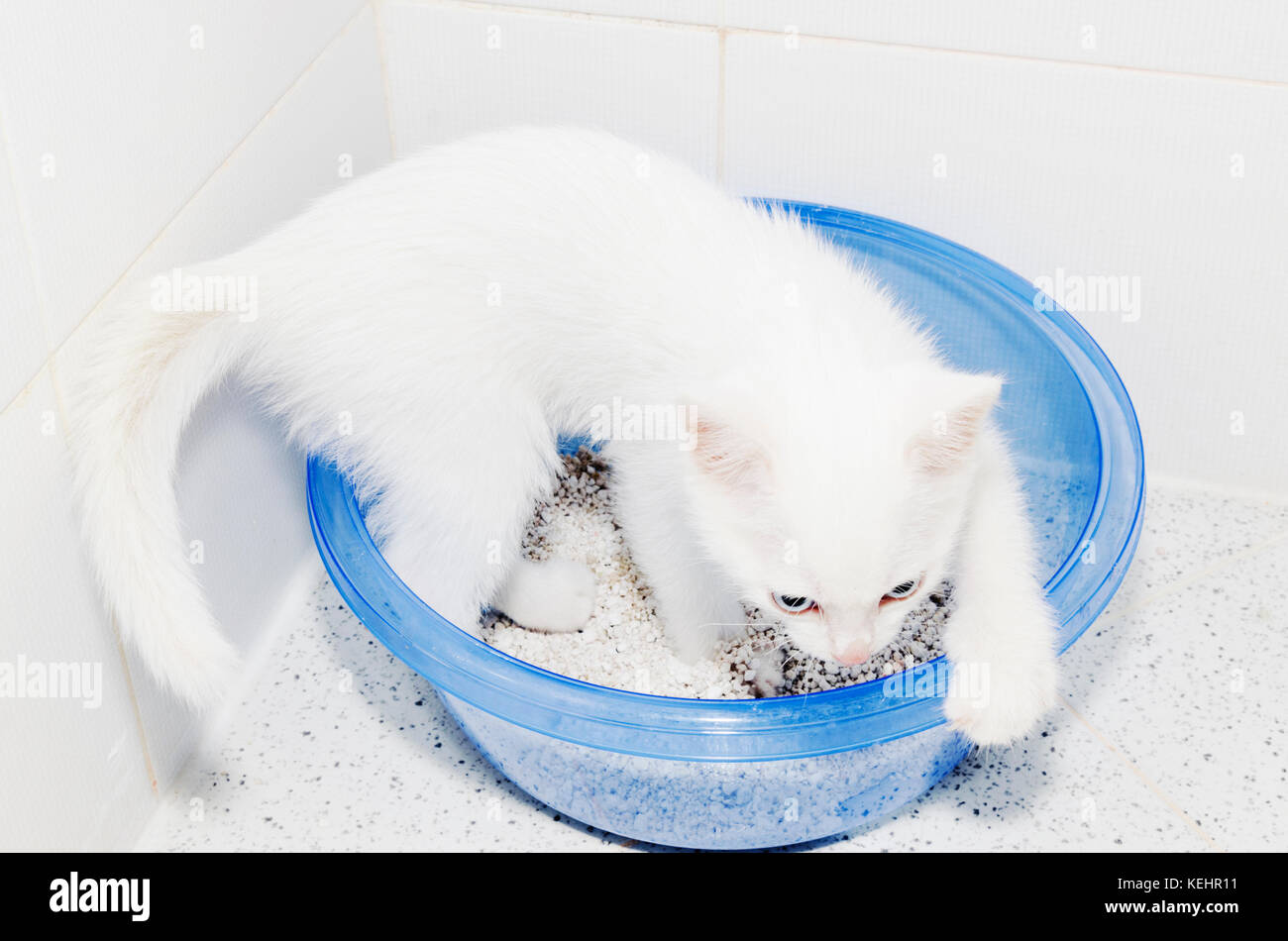 Cat Toilet White Kitten Cuteness Stock Photo - Alamy