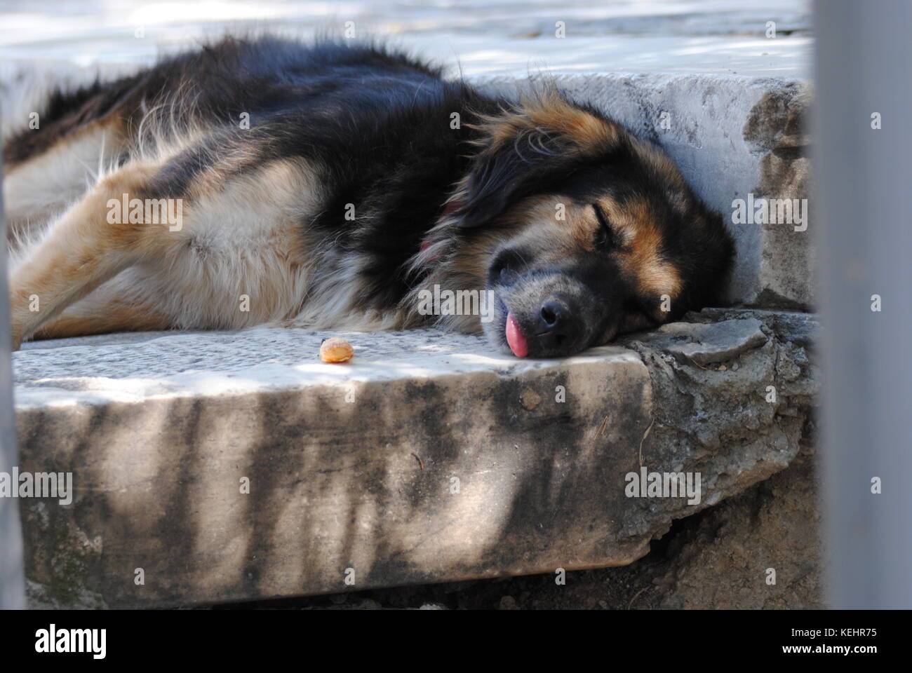 exhausted DOG Stock Photo Alamy