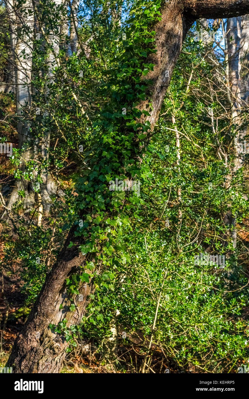 Ivy growing up a tree in winter light. Stock Photo