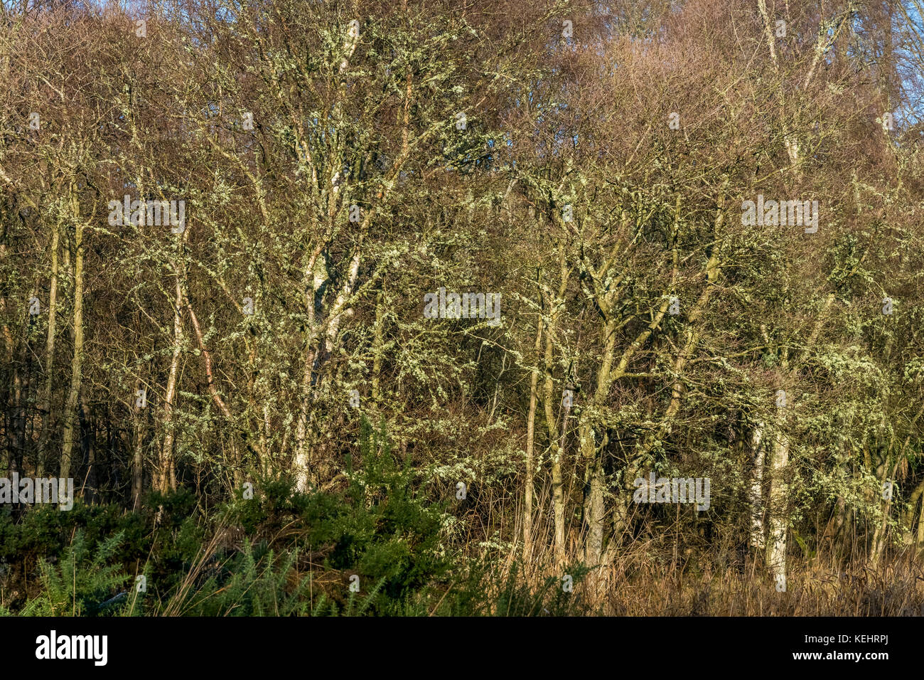 Trees with a lot of reindeer lichen on the branches. Stock Photo
