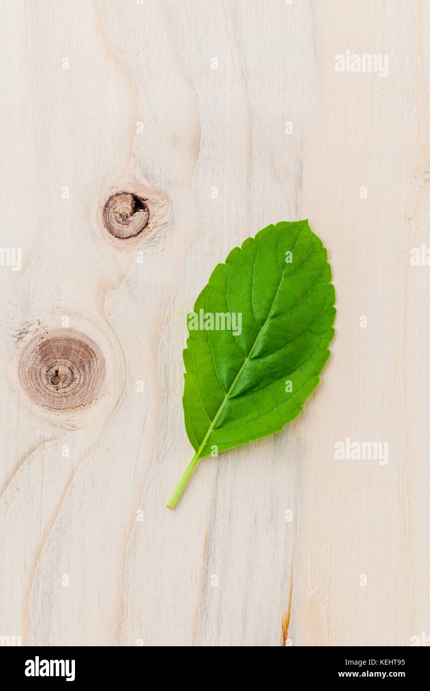 Alternative medicine fresh holy basil leaves on wooden background. Rama