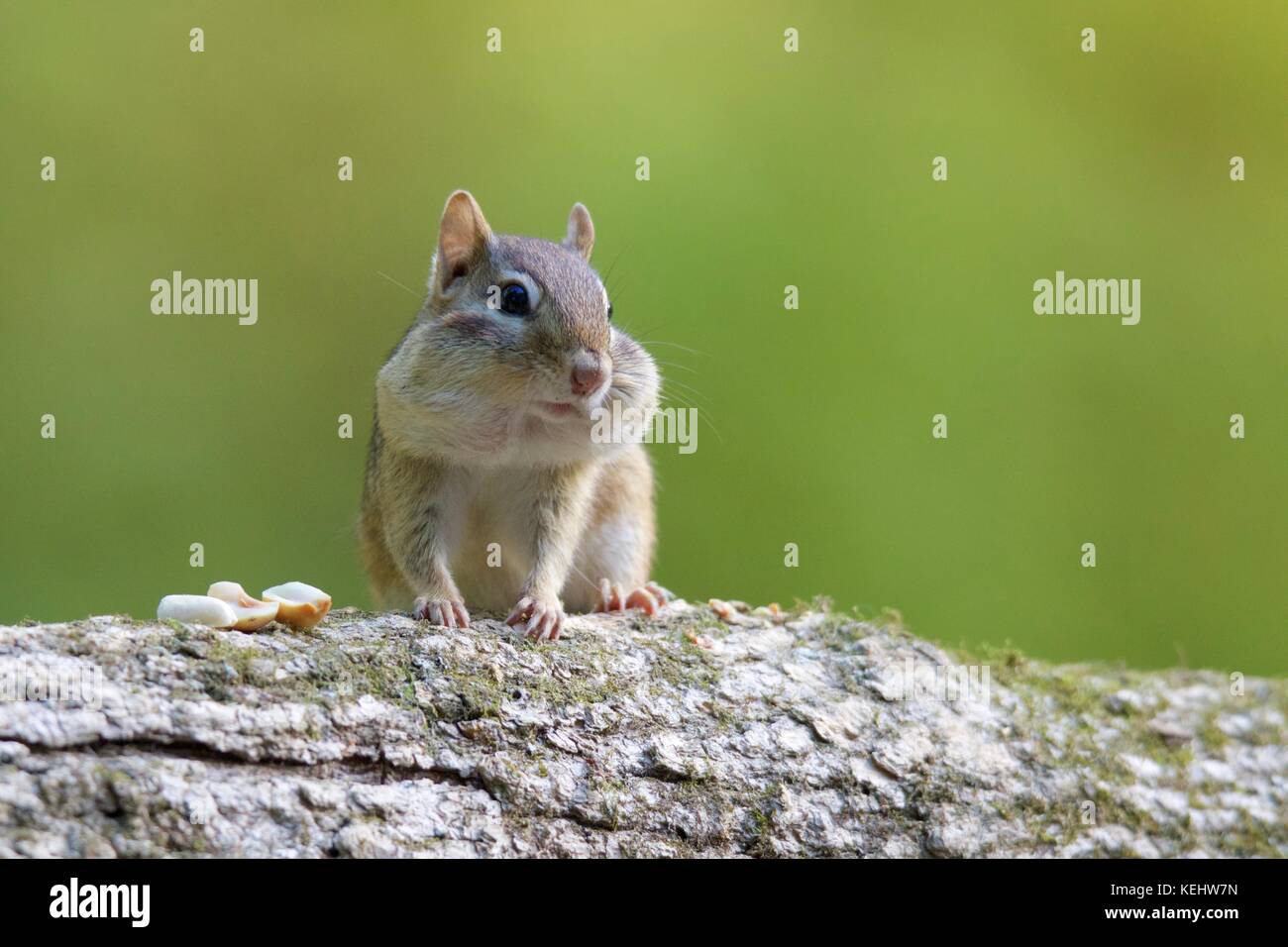 Chipmunk Full Cheeks High Resolution Stock Photography and Images - Alamy