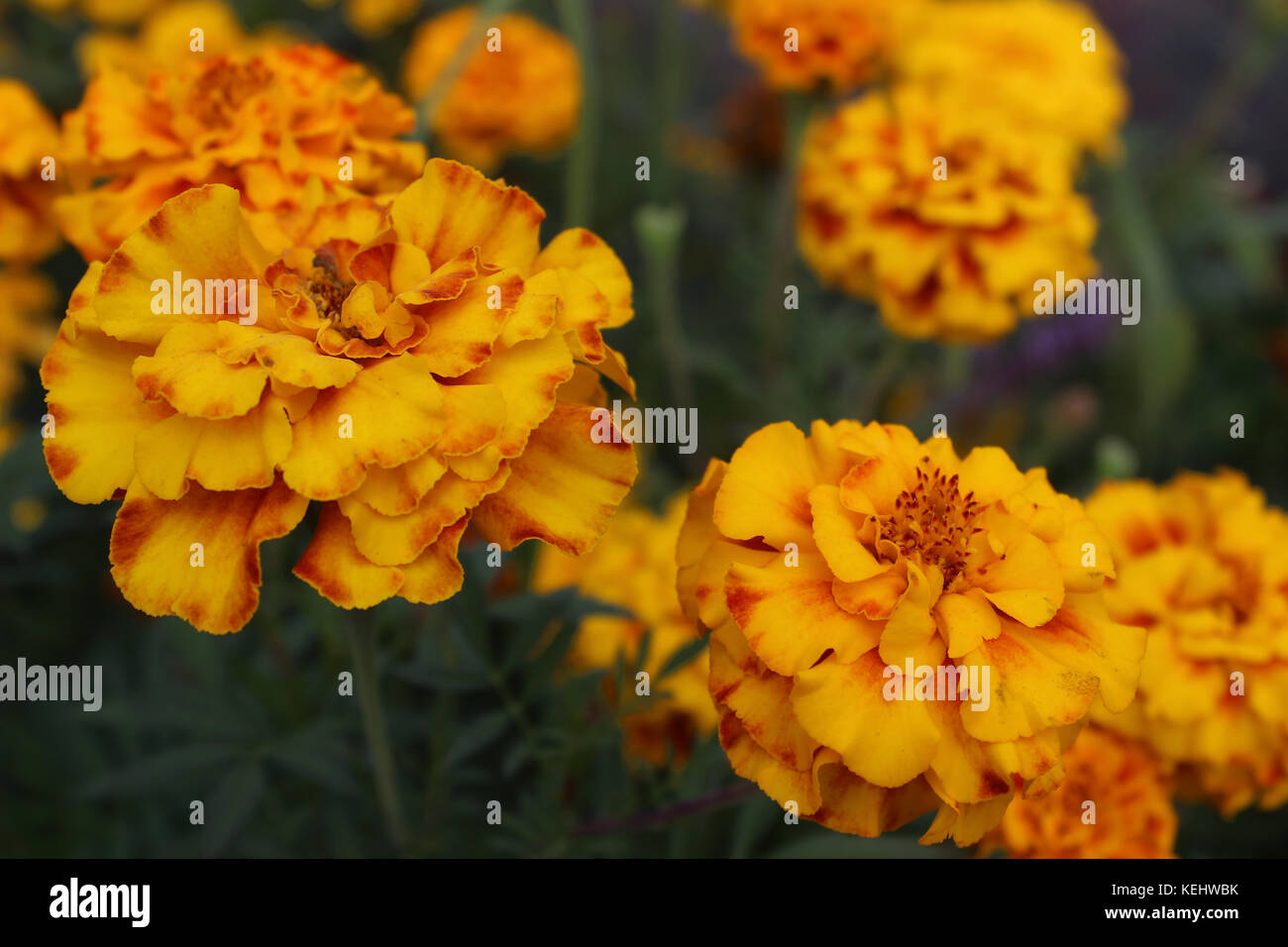Yellow marigolds in the garden Stock Photo