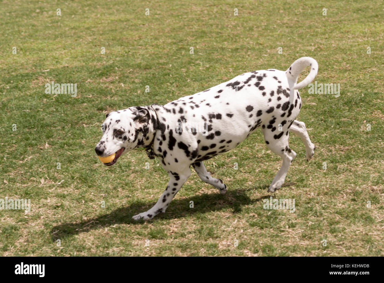 Dalmatian running in field with tennis ball dog enjoying Summer Side view profile front © Myrleen Pearson Stock Photo