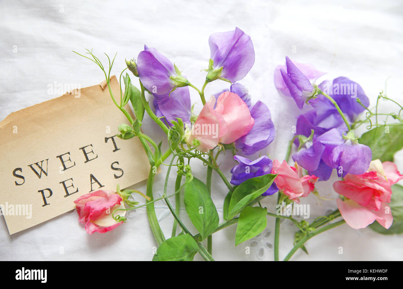Fresh pink and lavender-colored sweet peas on white eyelet fabric with the words 'sweet peas' on a vintage  book page Stock Photo