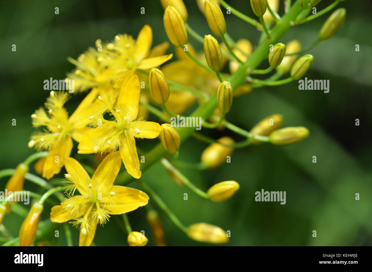 South African plant Bulbine natalensis also known with common name Bulbine Stock Photo