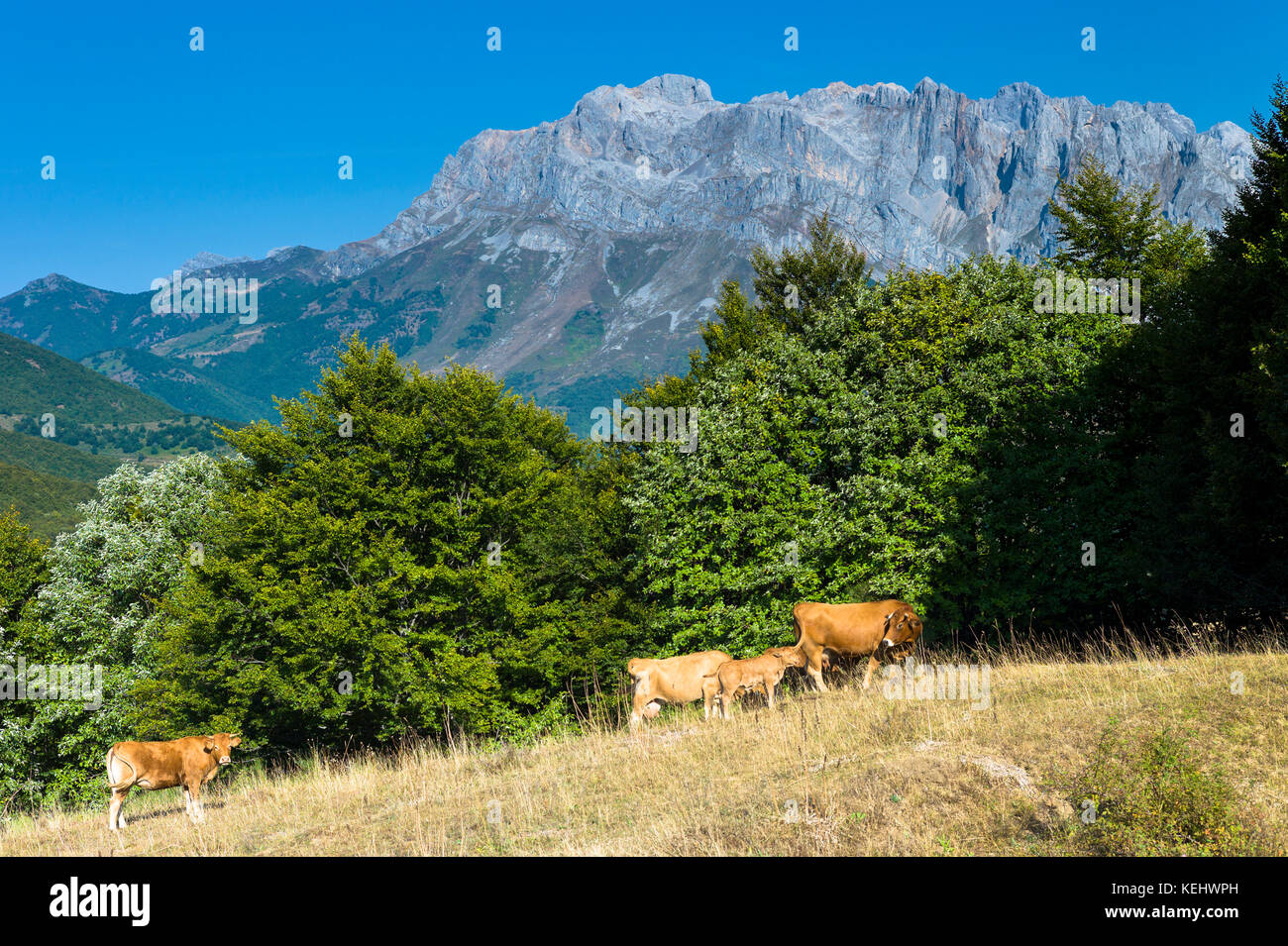 Herd of cattle in meadow in the Picos de Europa mountains - Peaks of Europe - in Castilla y Leon, Northern Spain Stock Photo