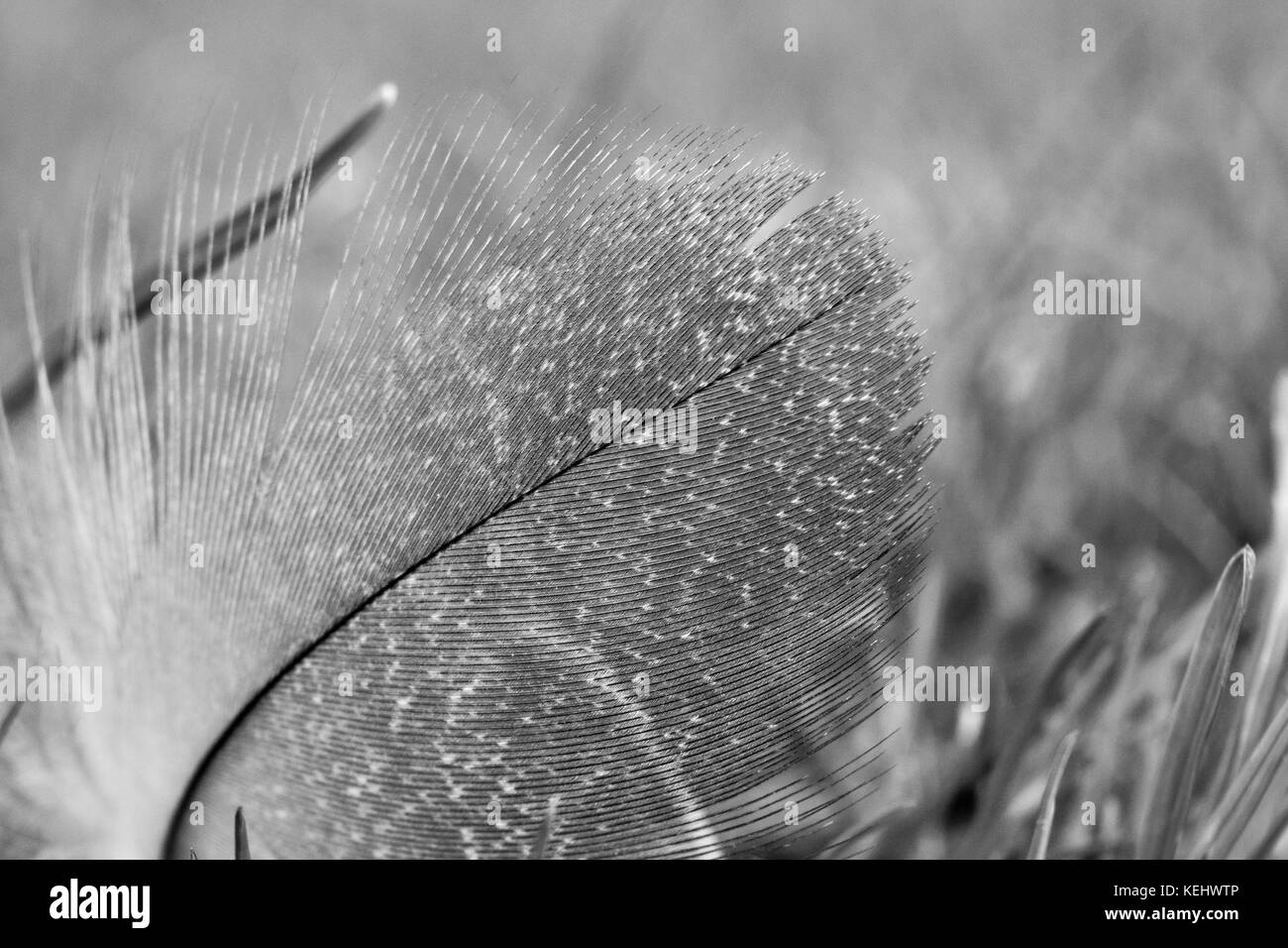 duck feather on grass in black and white Stock Photo