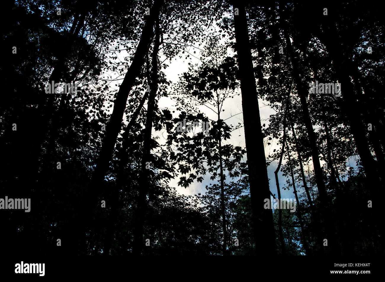 See dark trees hi-res stock photography and images - Alamy